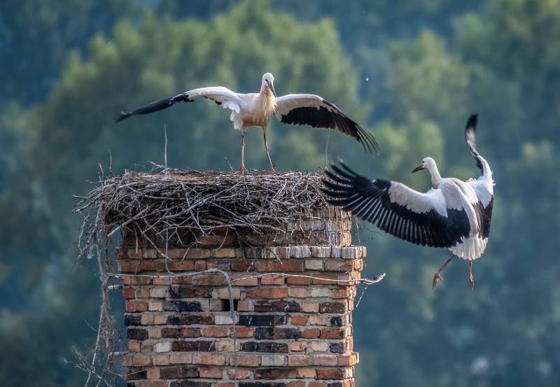 Professional Chimney Animal Removal Services in Lombard, Illinois