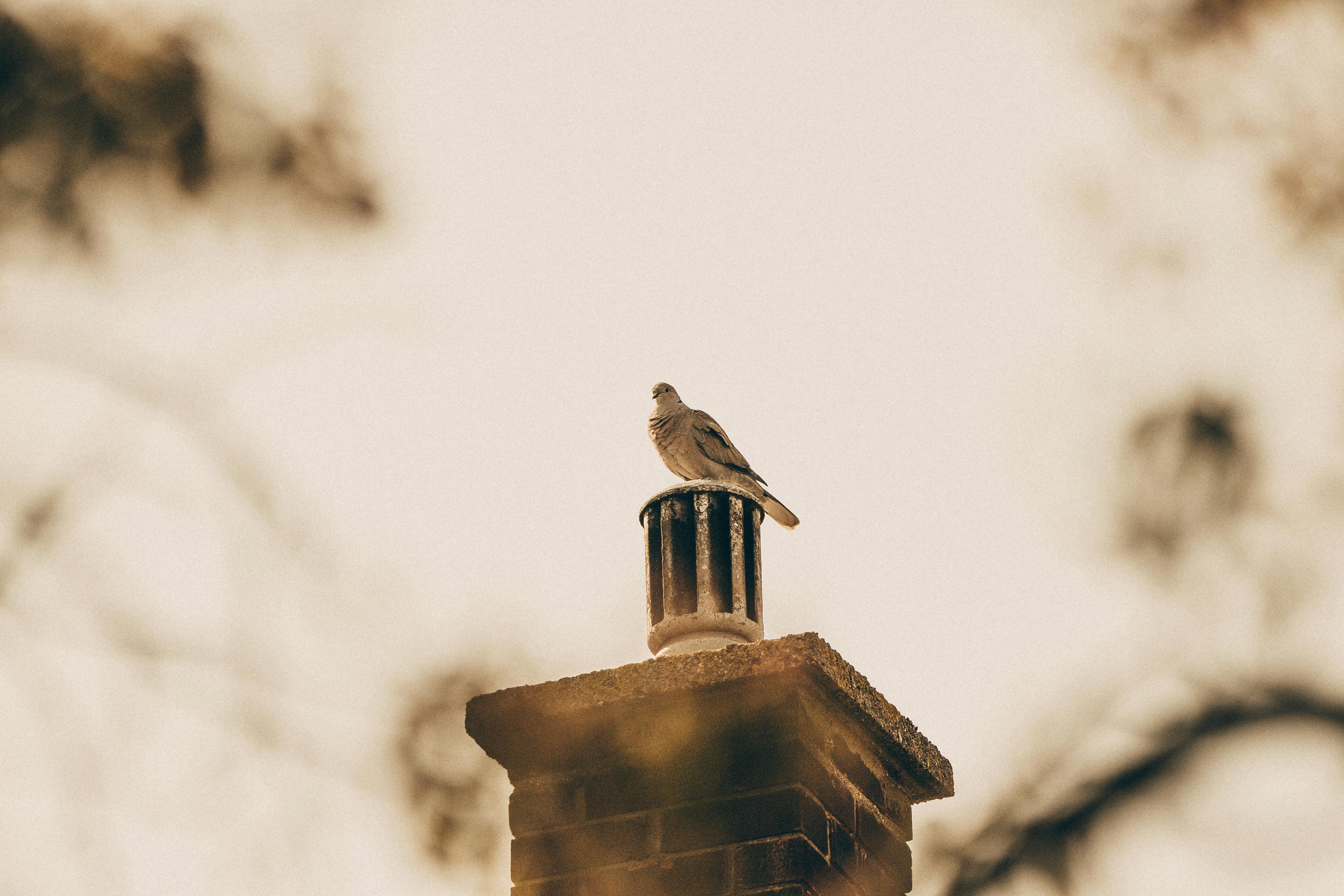 Professional Chimney Cap and Damper In Lombard Illinois